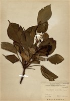 藏品(昆欄樹)的圖片